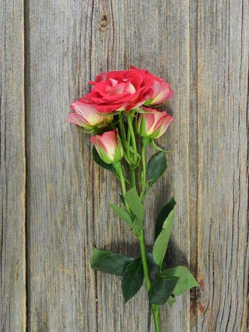 SALSA  BI-COLOR (ORG/RED) SPRAY ROSES